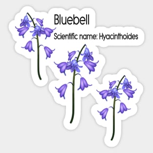 Bluebell (Scientific name Hyacinthoides) Sticker